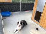 Education chien entre Bosc le Hard et Saint Saens